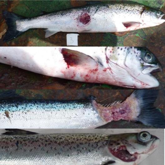 PR ISA in Loch Spelve 30 August 2021 Tweet #2 photos PR ISA in Loch Spelve 30 August 2021 Tweet #2 photos