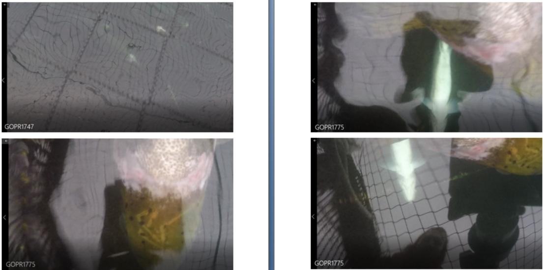Photos at The Scottish Salmon Company Strome salmon farm in Loch Carron on 6 Sept 2021 #10