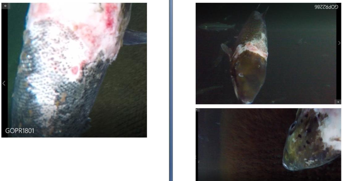 Photos at The Scottish Salmon Company Strome salmon farm in Loch Carron on 6 Sept 2021 #3