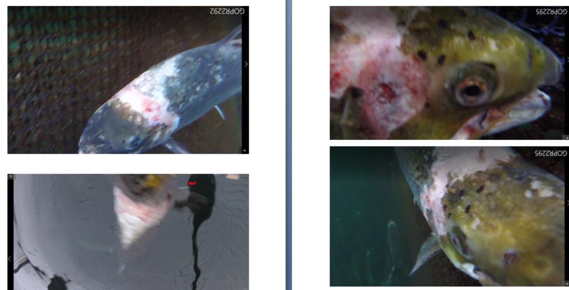 Photos at The Scottish Salmon Company Strome salmon farm in Loch Carron on 6 Sept 2021 #5