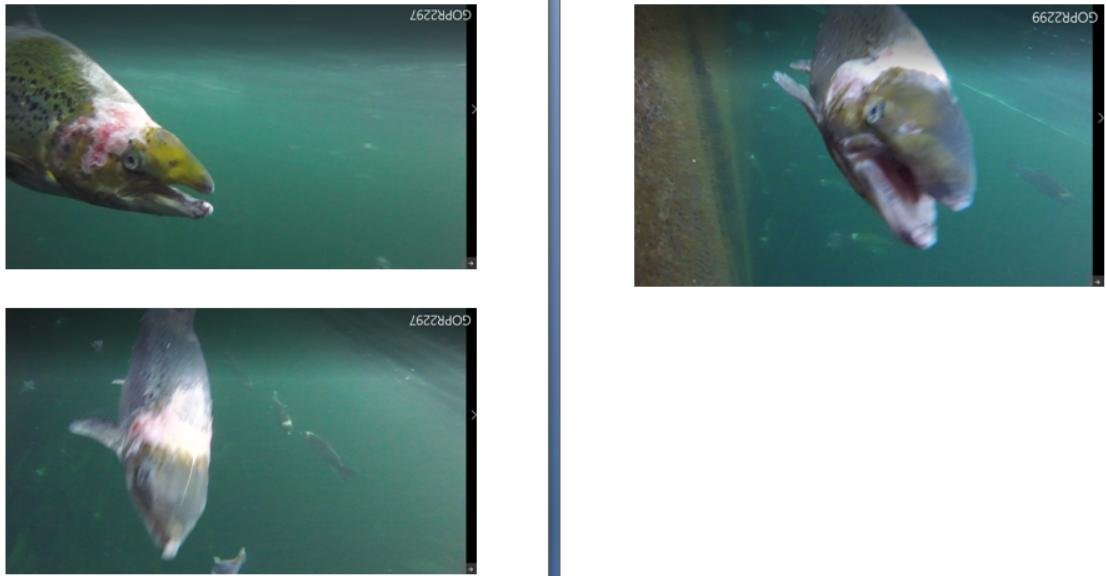 Photos at The Scottish Salmon Company Strome salmon farm in Loch Carron on 6 Sept 2021 #7