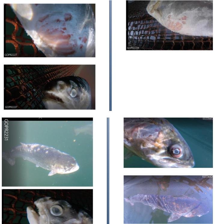 Photo summary Kames 1 & 2 September 2021 #1 Photo summary Kames 1 & 2 September 2021 #1