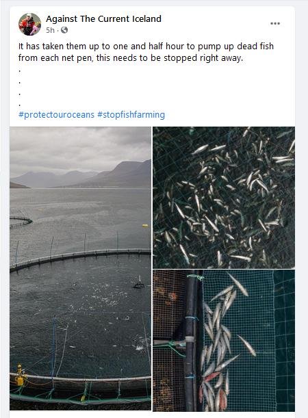 Veiga dead salmon Sept 2021 Facebook post
