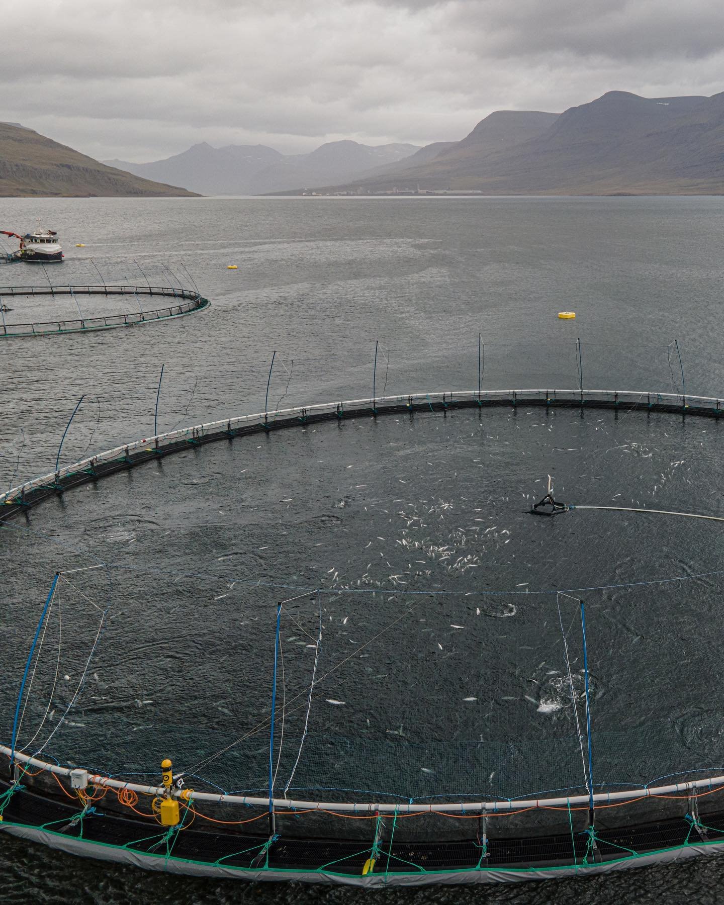 Veiga dead salmon Sept 2021 #1