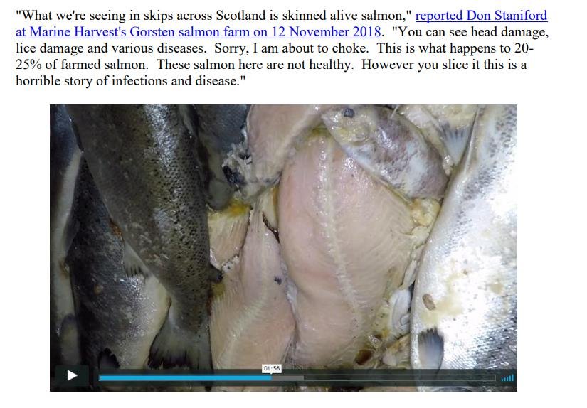 Mowi whistleblower 2018 video