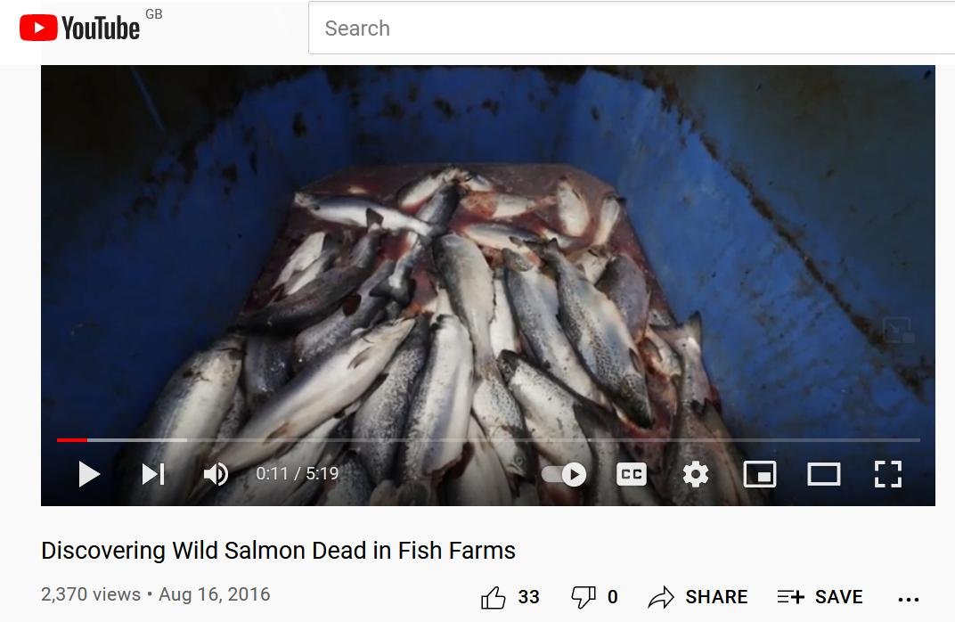 Clayoquot die off video 7 Oct 2021 #5