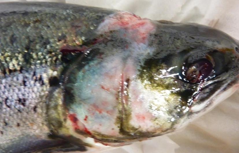 Druimyeon Bay FHI Oct 2021 #4 Druimyeon Bay FHI Oct 2021 #4