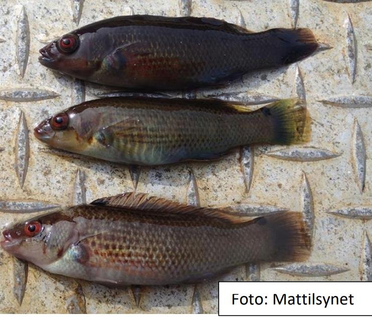 Photo #7 wrasse Mattilsynet