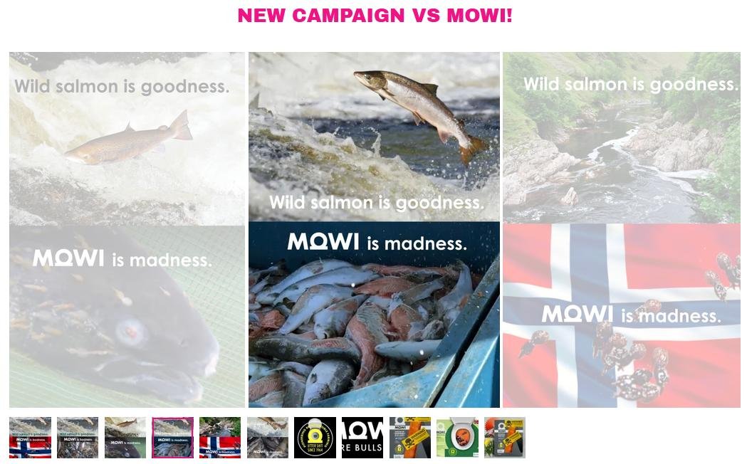 Photo Gallery via Scamon Scotland