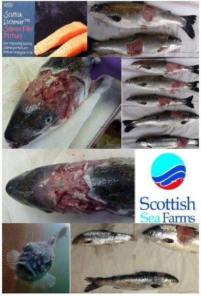 The Faces of Scottish Salmon Feb 2020 #8 M&S SSF The Faces of Scottish Salmon Feb 2020 #8 M&S SSF