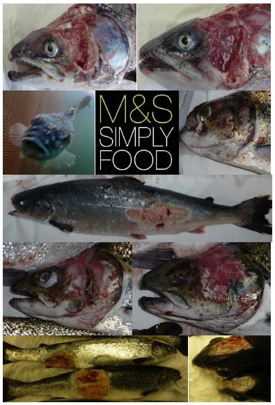 The Faces of Scottish Salmon Feb 2020 #13 M&S Simply Food The Faces of Scottish Salmon Feb 2020 #13 M&S Simply Food