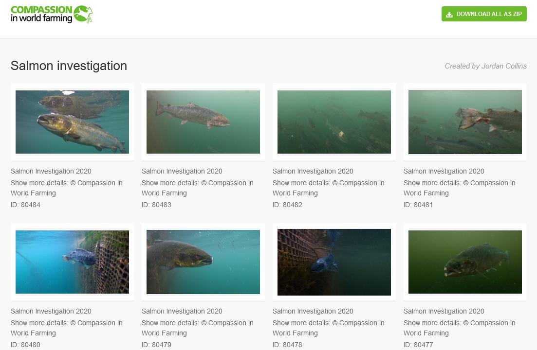 CIWF photos #1 CIWF photos #1