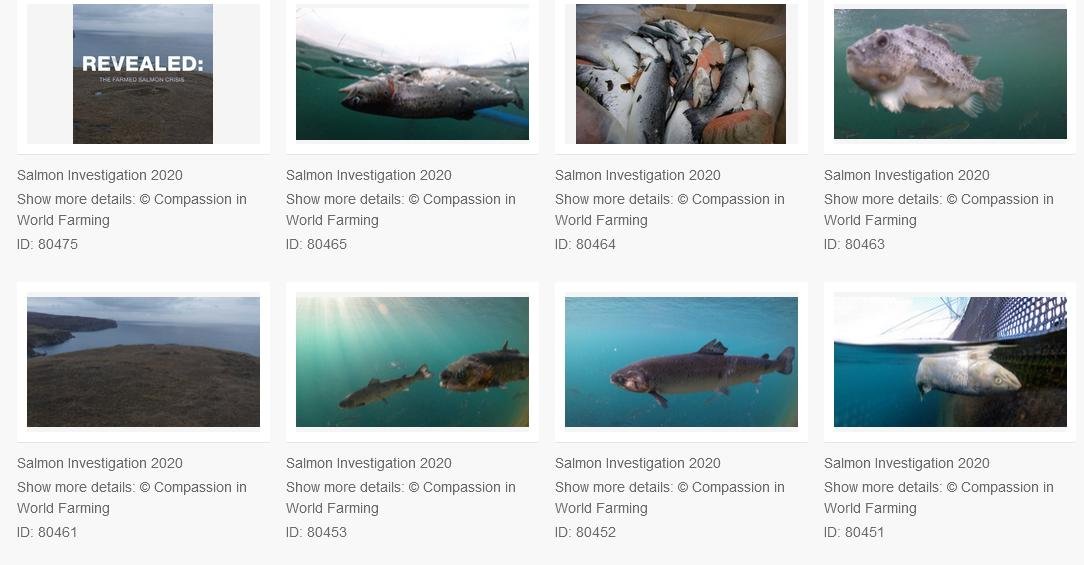 CIWF photos #2 CIWF photos #2