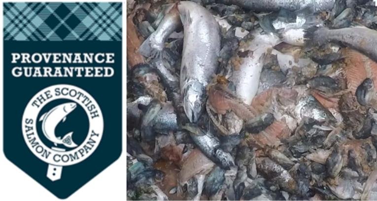 TSSC Cleaner fish #2