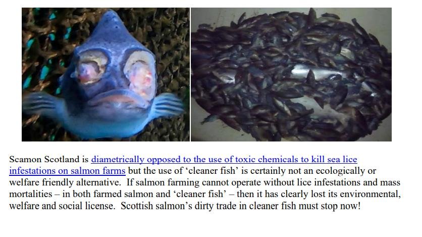 Letter to Scottish Ministers Come Clean on Dirty Wrasse & Lumpfish 1 February 2022 #2