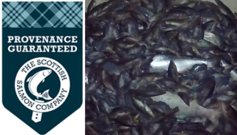 TSSC Cleaner fish #1