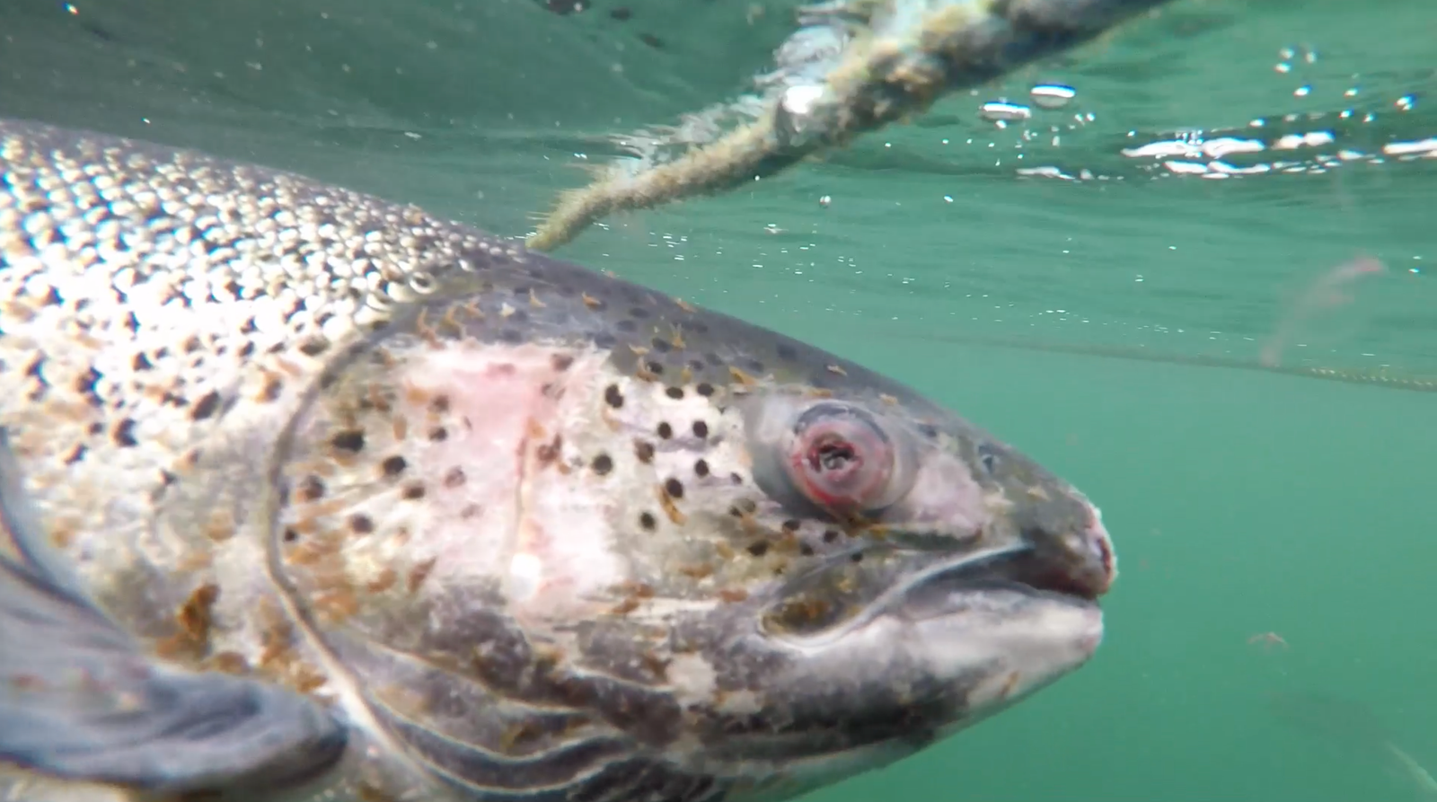 Screenshot 2022-07-10 at 22.30.54 Screenshot 2022-07-10 at 22.30.54