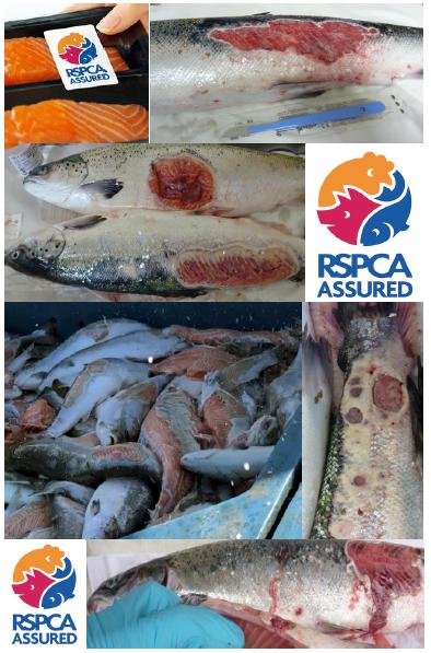The Faces of Scottish Salmon Feb 2020 #7 RSPCA The Faces of Scottish Salmon Feb 2020 #7 RSPCA