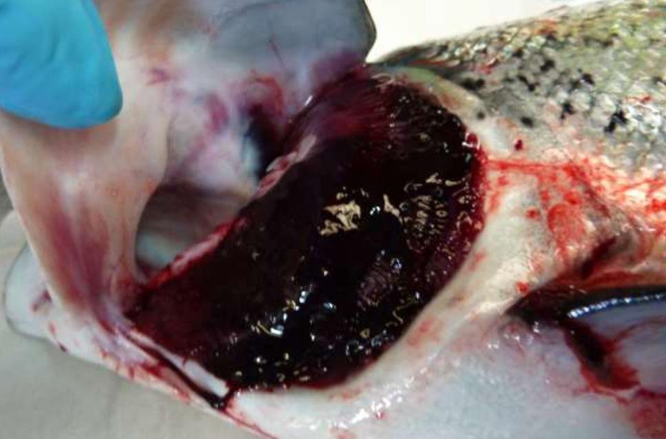 Linnhe blog Aug 2022 #1 c photo Linnhe blog Aug 2022 #1 c photo