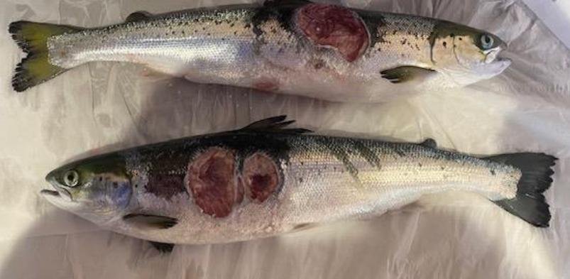 Ouseness FHI May 2022 photo #1 Ouseness FHI May 2022 photo #1