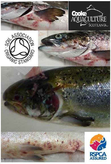 The Faces of Scottish Salmon Feb 2020 #11 Cooke SA RSPCA