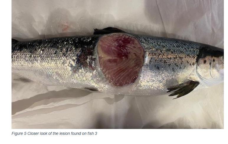 Ouseness FHI May 2022 #16