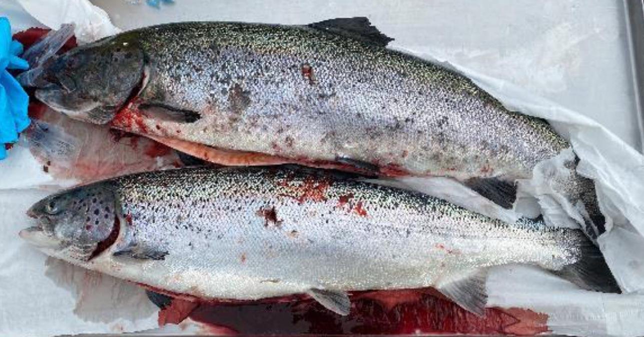 Blog Sept 2022 #5 Loch Duart Blog Sept 2022 #5 Loch Duart