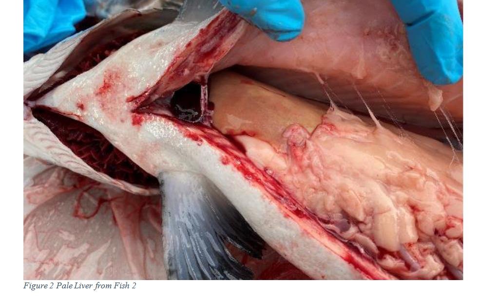 Blog Sept 2022 #7 Loch Duart Blog Sept 2022 #7 Loch Duart