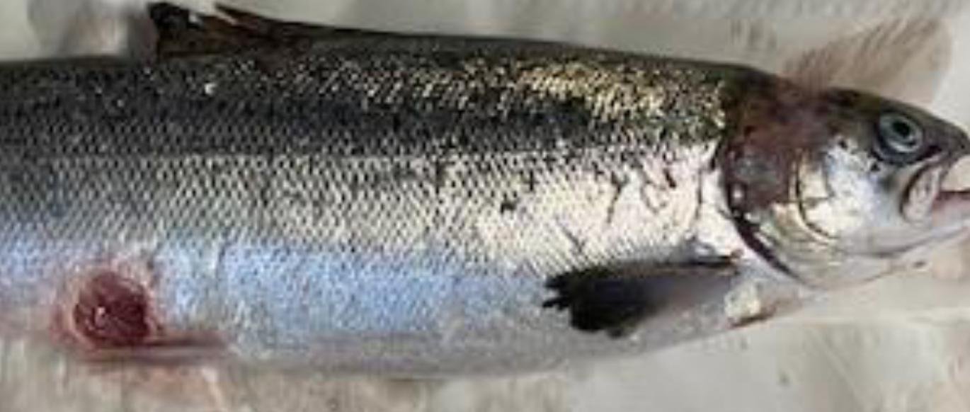 Blog Sept 2022 #10 TSSC Taranaish Blog Sept 2022 #10 TSSC Taranaish