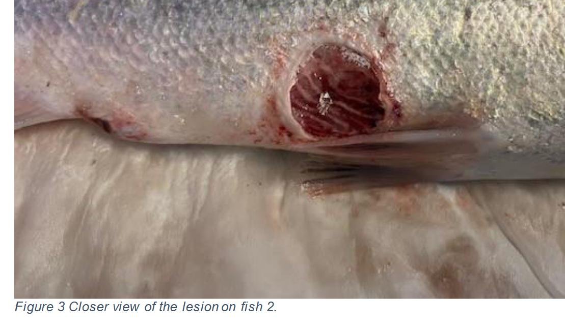 Blog Sept 2022 #11 TSSC Taranaish Blog Sept 2022 #11 TSSC Taranaish