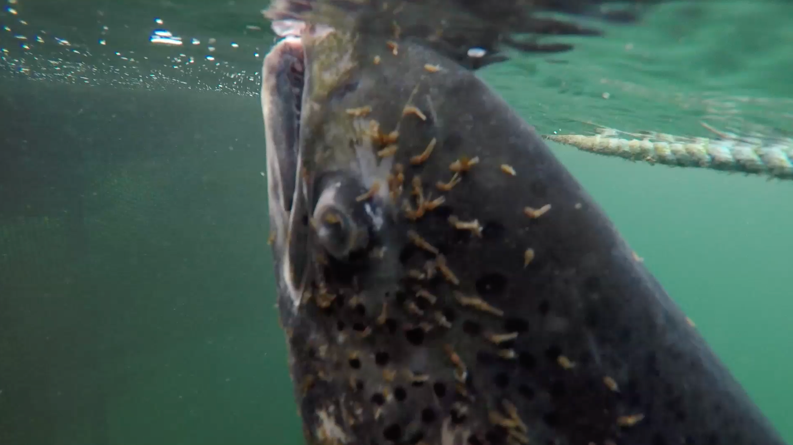 Screenshot 2022-07-10 at 22.34.28 Screenshot 2022-07-10 at 22.34.28