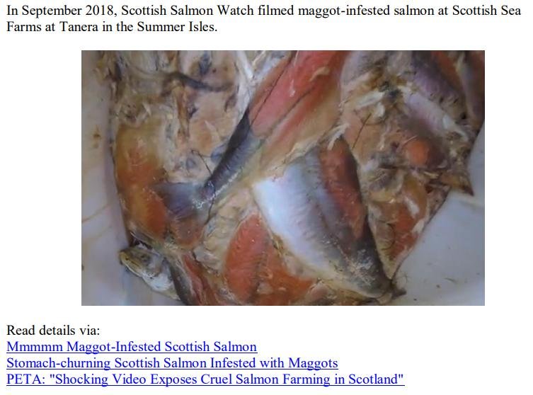 Media Backgrounder RSPCA Assured Scottish Salmon Exposed July 2022 #2