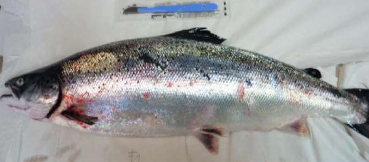 Linnhe blog Aug 2022 #1 b photo Linnhe blog Aug 2022 #1 b photo