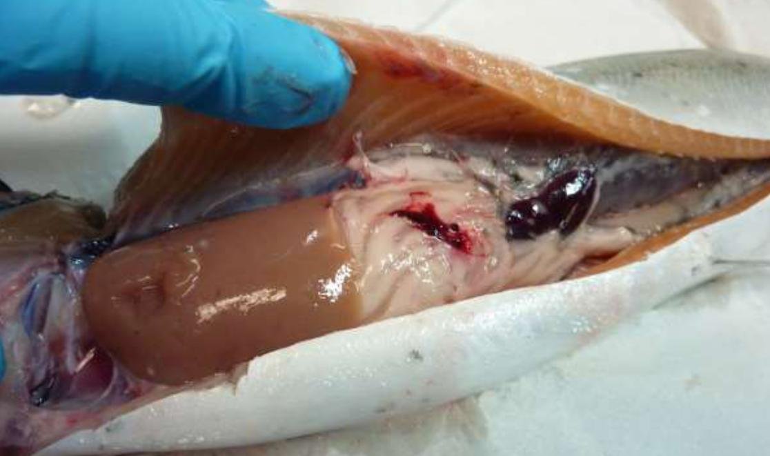 Linnhe blog Aug 2022 #1 f photo Linnhe blog Aug 2022 #1 f photo