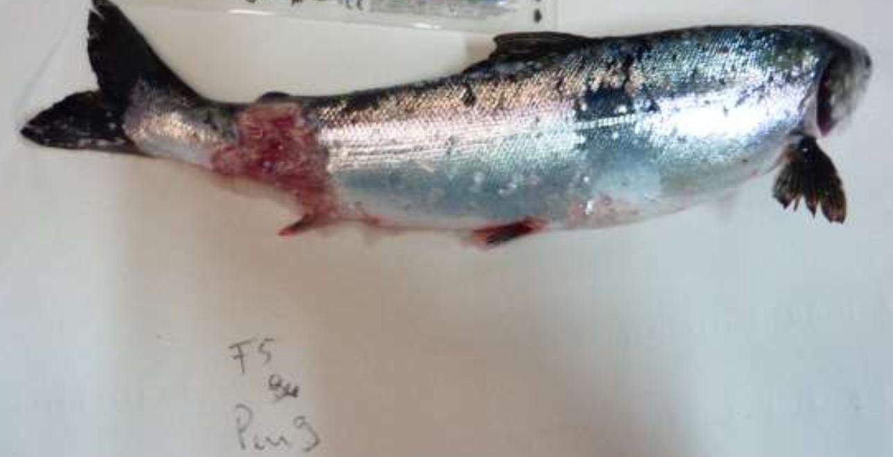 Linnhe blog Aug 2022 #1 g photo Linnhe blog Aug 2022 #1 g photo