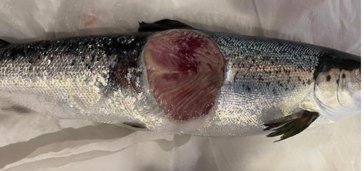 Ouseness FHI May 2022 photo #2