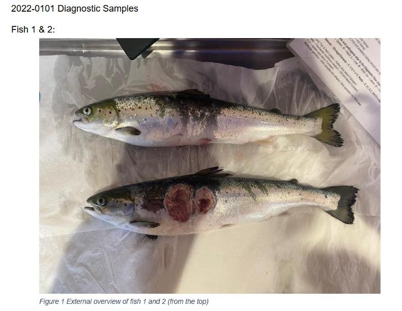 Ouseness FHI May 2022 #13