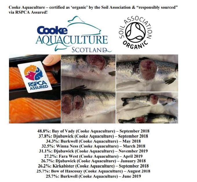 Media Backgrounder Year of the Dead Salmon September 2022 #13