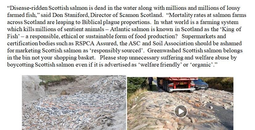 PR Year of the Dead Salmon 26 September 2022 #3