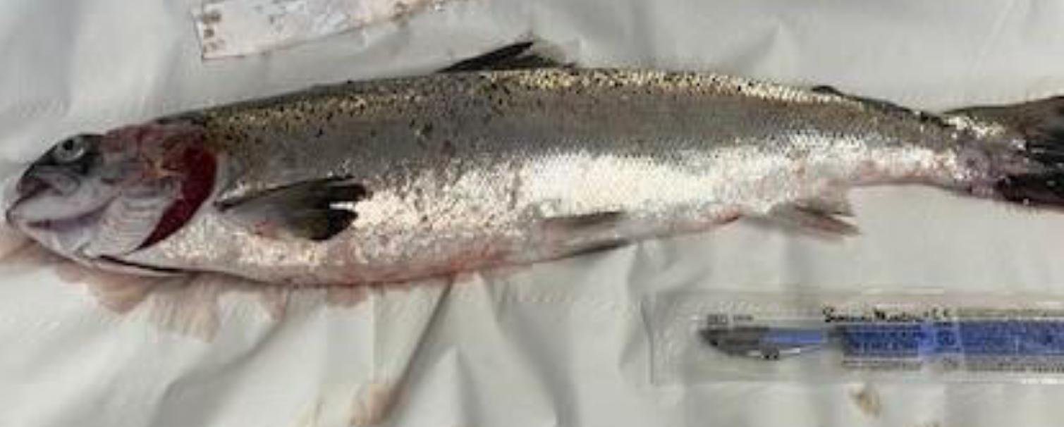 Blog Sept 2022 #9 TSSC Taranaish Blog Sept 2022 #9 TSSC Taranaish