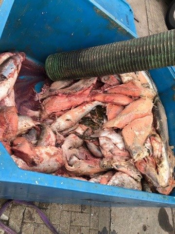 Muck whistleblower photo #1 Muck whistleblower photo #1