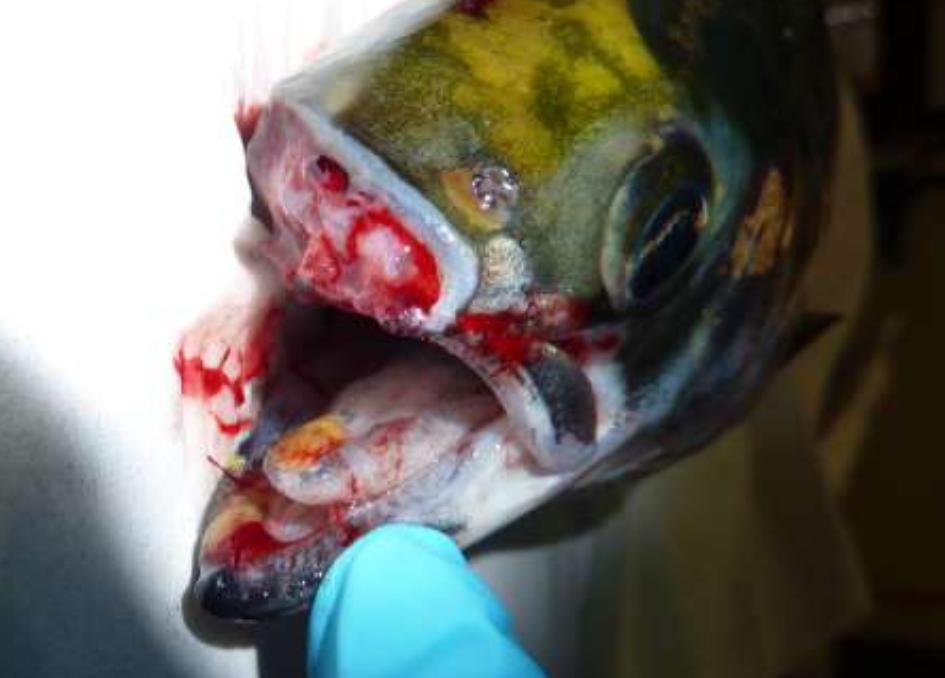 Linnhe blog Aug 2022 #1 photo Linnhe blog Aug 2022 #1 photo