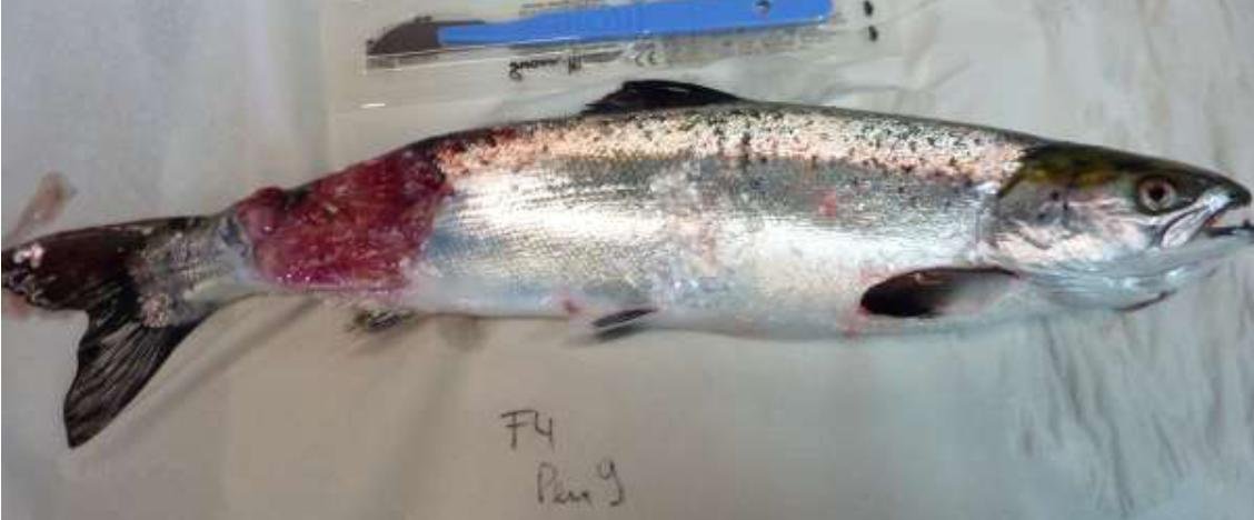 Linnhe blog Aug 2022 #1 d photo Linnhe blog Aug 2022 #1 d photo