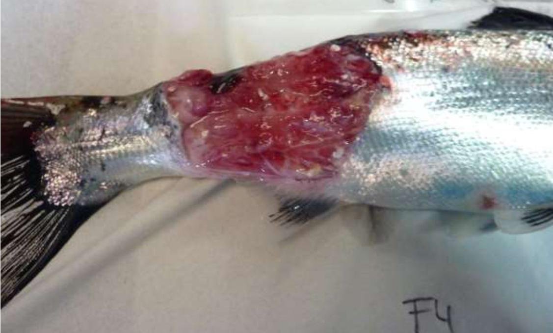 Linnhe blog Aug 2022 #1 e photo Linnhe blog Aug 2022 #1 e photo