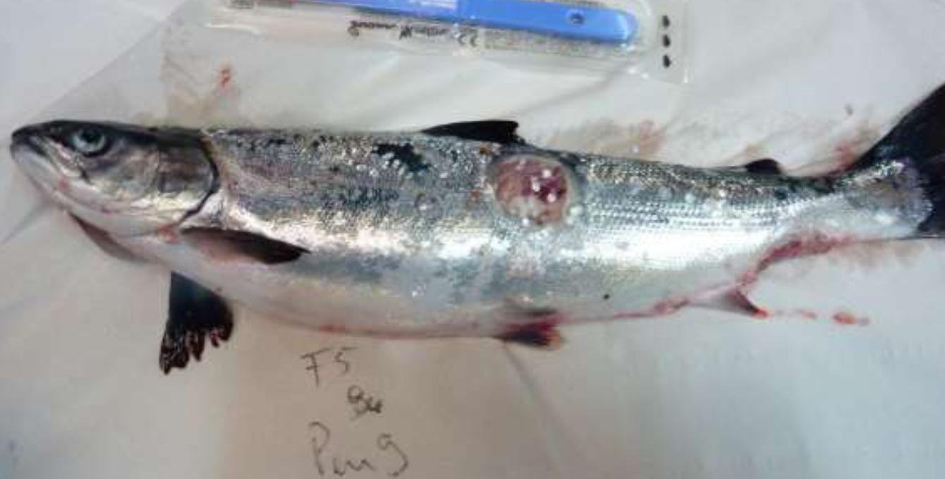 Linnhe blog Aug 2022 #1 h photo Linnhe blog Aug 2022 #1 h photo