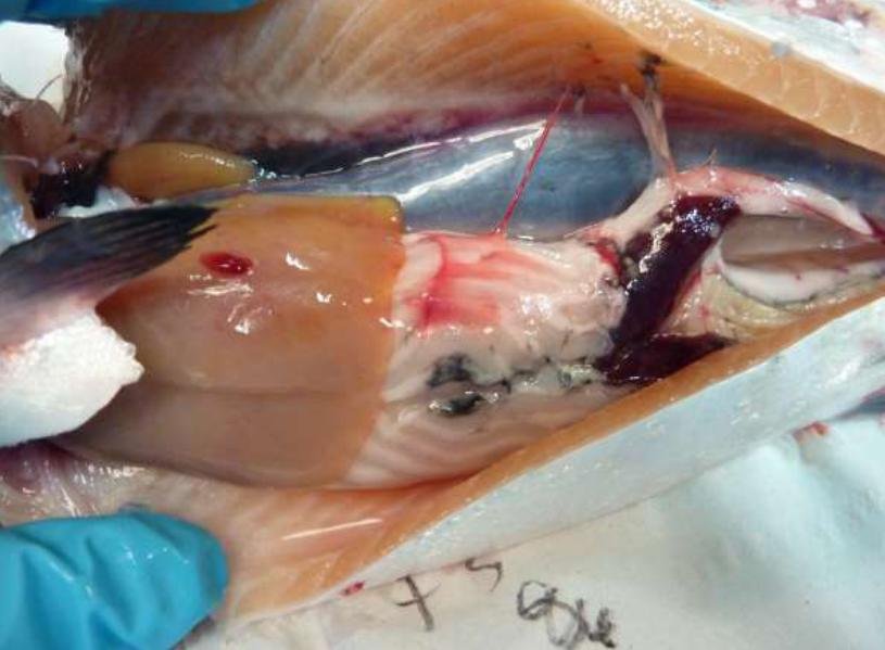 Linnhe blog Aug 2022 #1 i photo Linnhe blog Aug 2022 #1 i photo