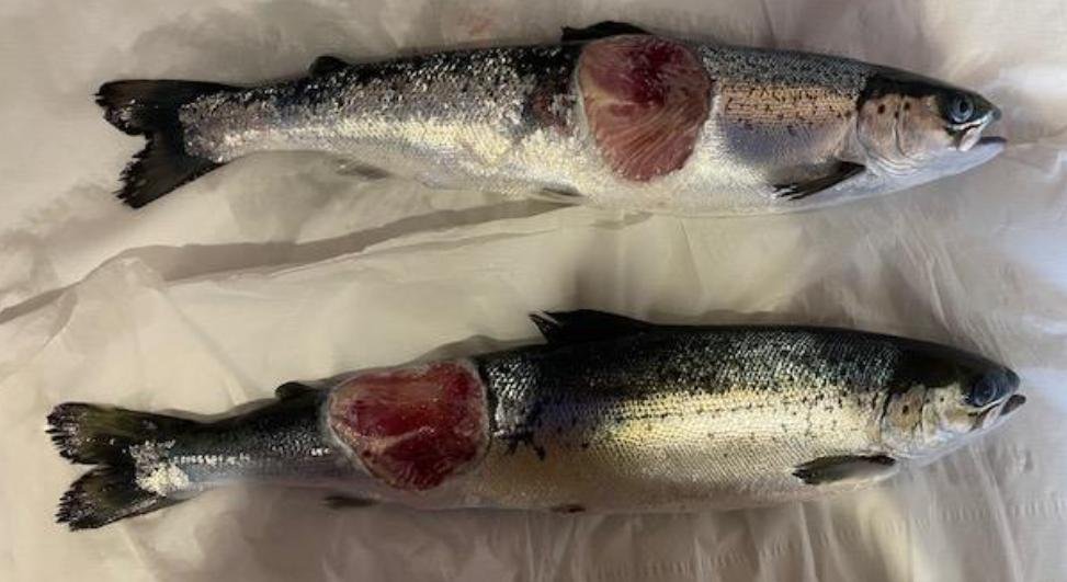 Ouseness FHI May 2022 photo #3 Ouseness FHI May 2022 photo #3