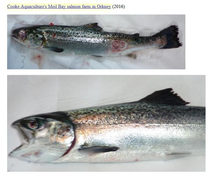 East Mocklett blog Aug 2022 #18