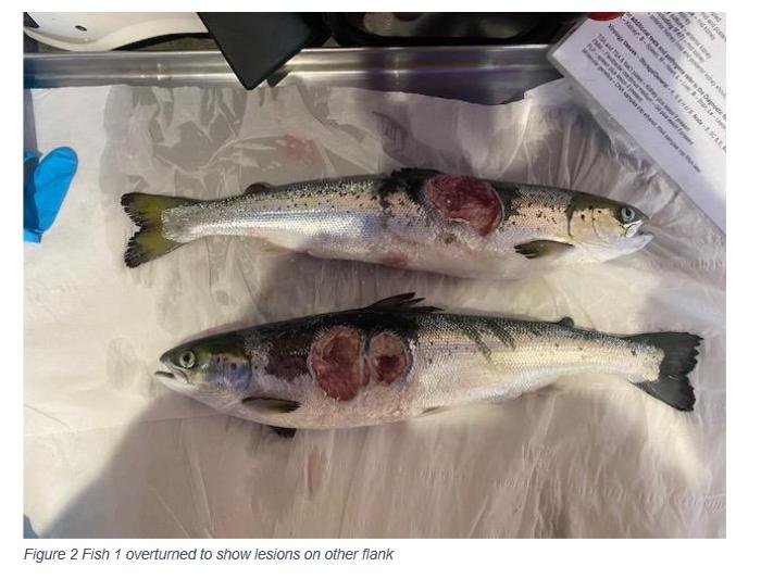 Ouseness FHI May 2022 #14