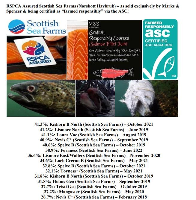 Media Backgrounder Year of the Dead Salmon September 2022 #9 Media Backgrounder Year of the Dead Salmon September 2022 #9